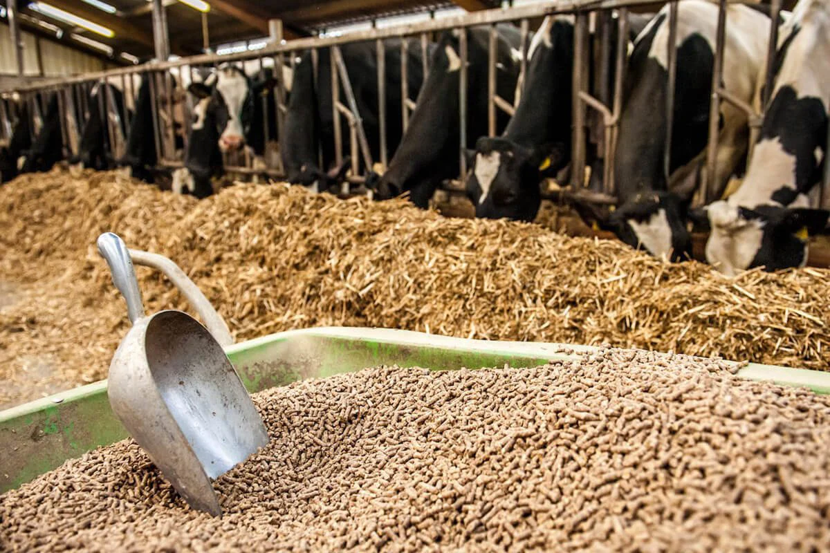 واردات خوراک دام و طیور به ایران